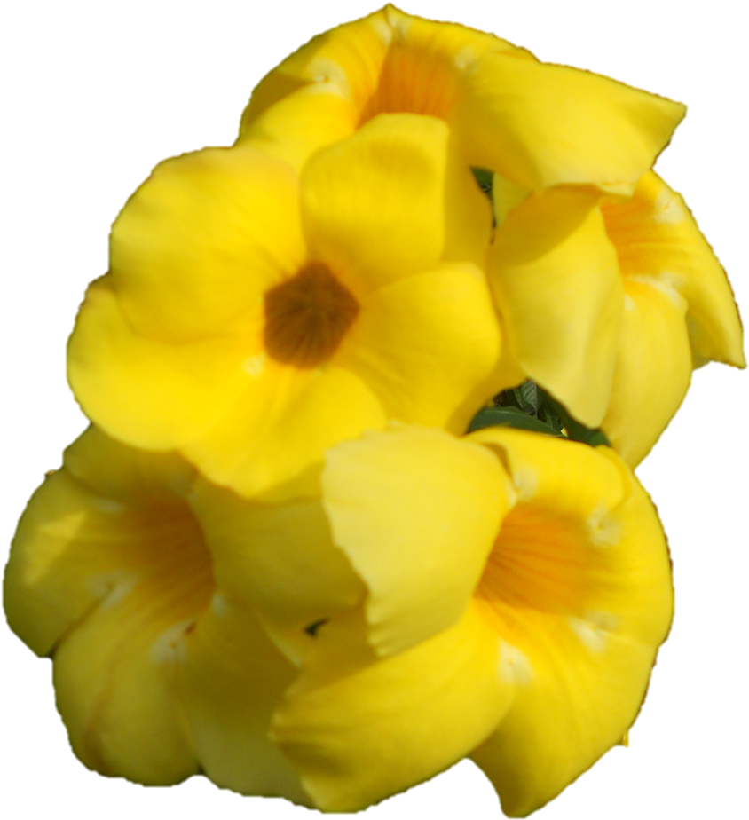 Sri Sarada Devi Darshan At Belur Math On - Primula (863x957)