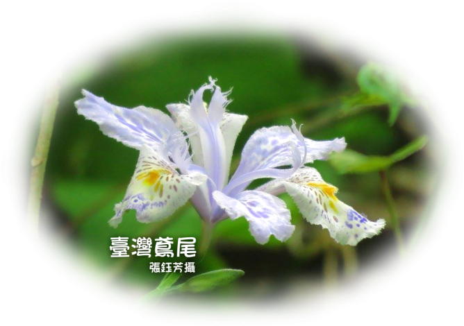 Iris Japonica (675x482)