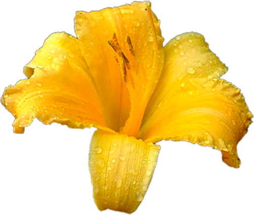 Http - //li-web - Ru/ - Imagenes Png De Carambola (500x423)