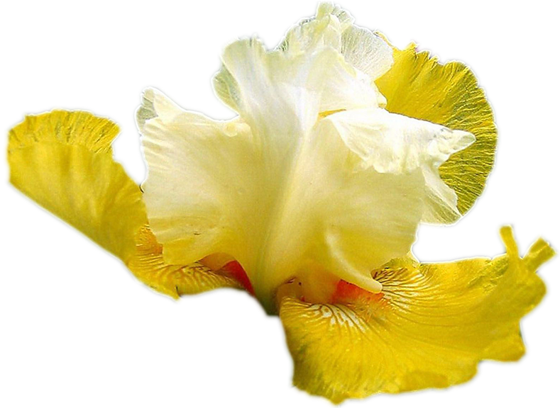 Ирисы На Прозрачном Фоне - Iris (800x575)