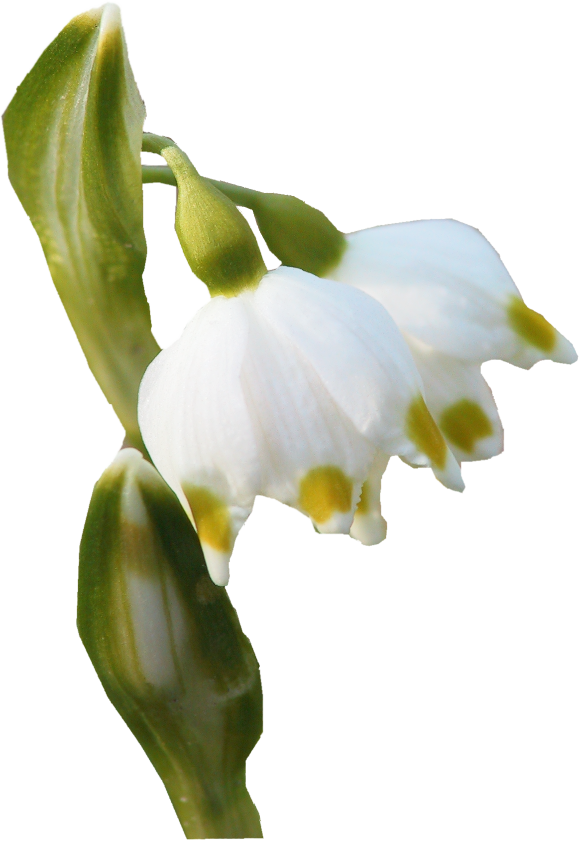 Flower Bud Petal Plant Stem - Snowdrop (1163x1687)