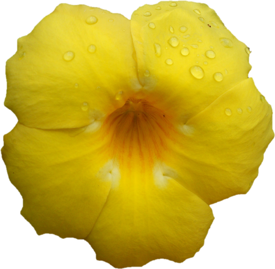 Darshan Of Sri Sarada Devi At Belur Math On - Houseplant (968x953)
