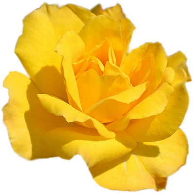 Ampliar Esta Imagen - Carnation (466x476)