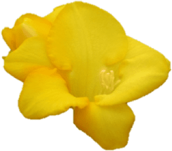 Globe Flower (456x375)