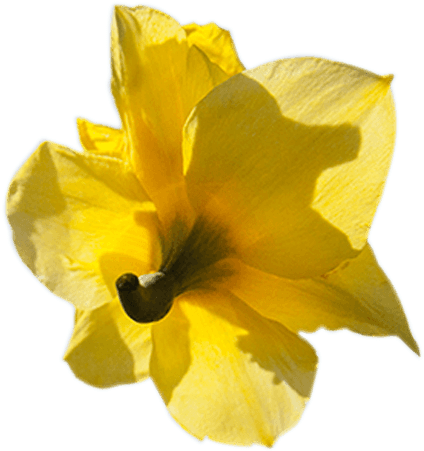 Formulados Con Materias Primas Únicas Y Amigables Con - Narcissus (470x452)