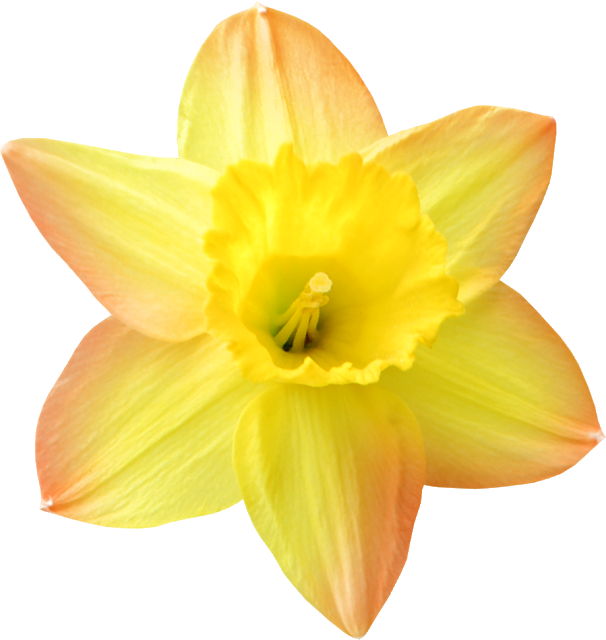 Tubes Bloemen Geel Nr - Narcissus (606x640)