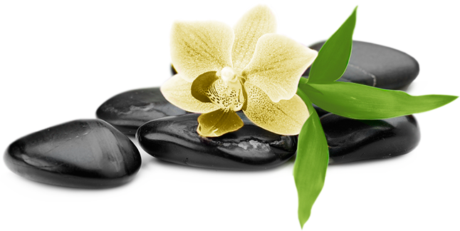 120 - - - Moth Orchid (646x324)