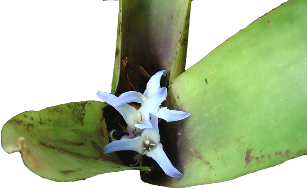 Xxxvii Erbot - Moth Orchid (600x371)