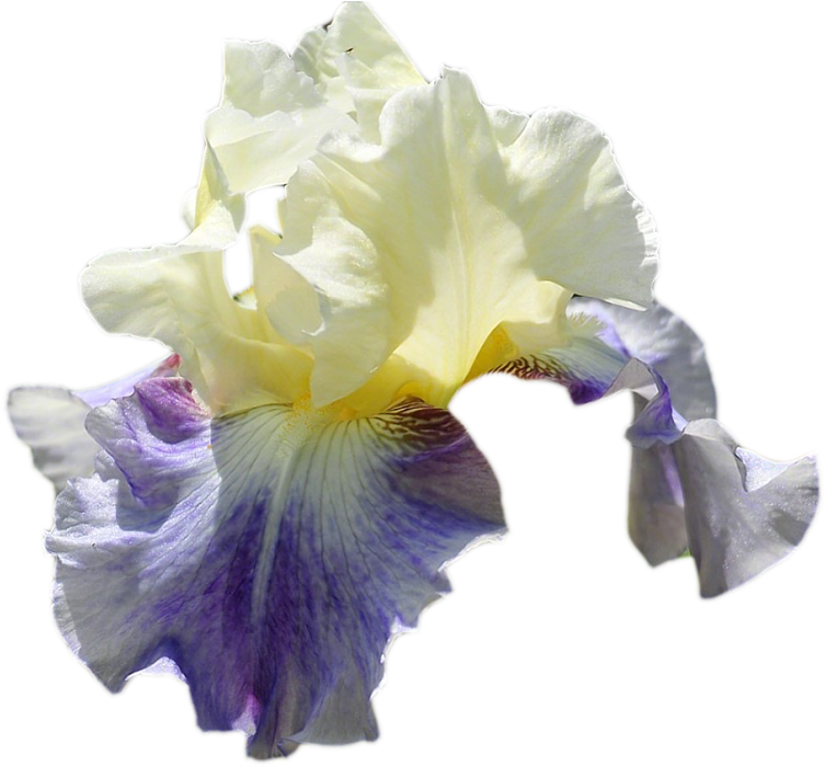 Ирисы На Прозрачном Фоне - Orris Root (800x722)