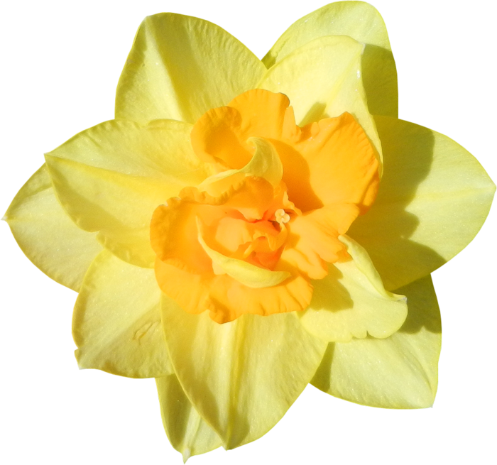 Скрап Набор " Счастливая Пасха " - Daffodil (700x655)