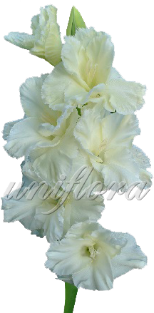 Кремовый Гладиолус - Gladiolus (470x470)