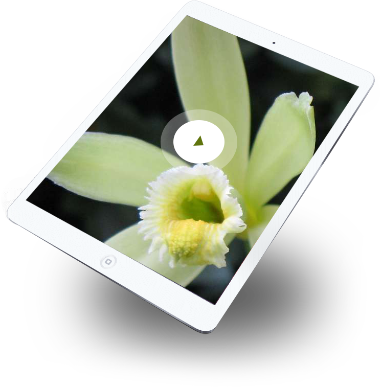 Offrez-vous Ce Qu'il Y A De Mieux - Gerbera (744x777)