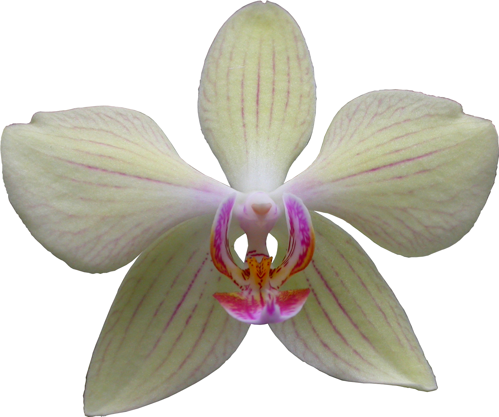 Скачать Png - Cypripedium (1696x1414)