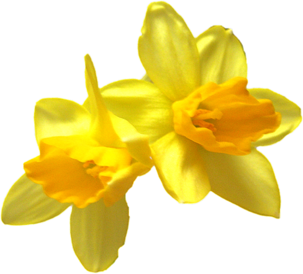 Portable Network Graphics (600x544)