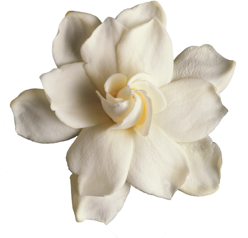 Language Of Flowers Means *secret Love* - Lena Horne - Love Songs [2005] (502x513)