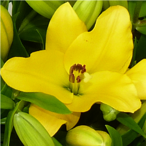 Bouquet Lys Du Soleil - Lily (800x800)