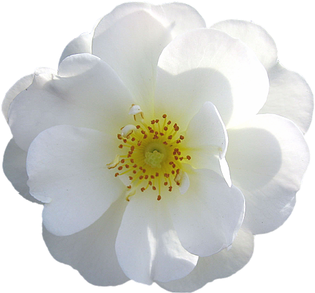 White Flower Png - White Rose (500x472)
