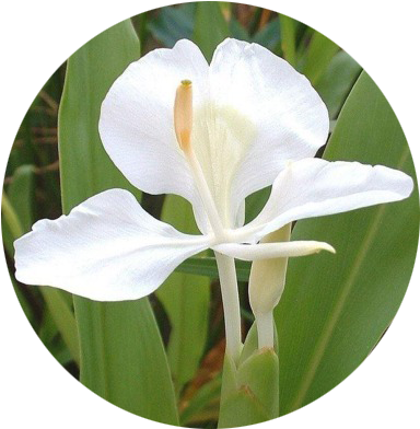 Küba Milli Marşı - Flor Mariposa De Cuba (384x576)