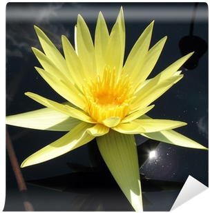 Sacred Lotus (400x400)