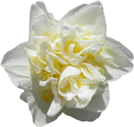 Transparent White Daffodil - Photography (500x466)