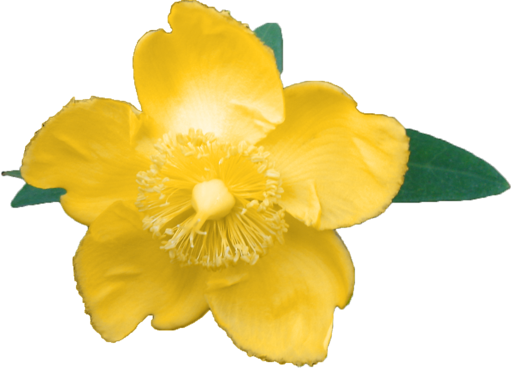 Photobucket Photobucket Photobucket Photobucket - Hypericum (1024x738)