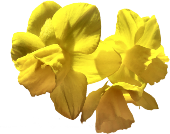 Tubes Fleurs Tiram 294 Tubes Fleurs Tiram 295 Tubes - Oyster (550x436)