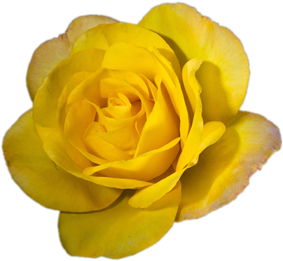 Hévéa - Garden Roses (500x500)