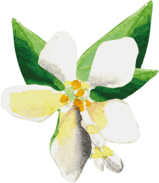 Neroli - Artificial Flower (384x384)