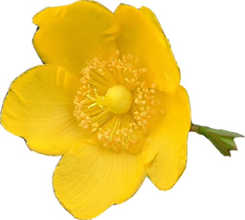 백합 꽃 모음 - Buttercup (500x450)