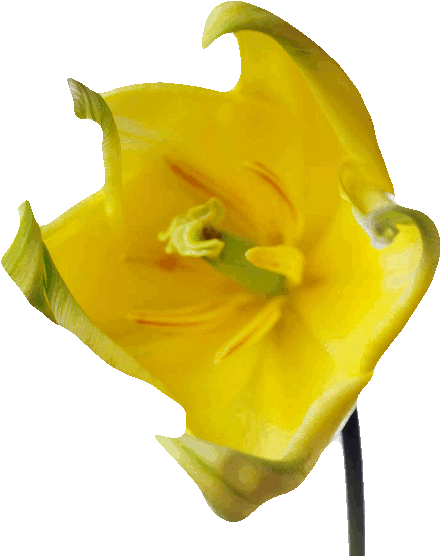 Haz Clic Sobre La Imagen Para Agrandar - Rose (459x566)