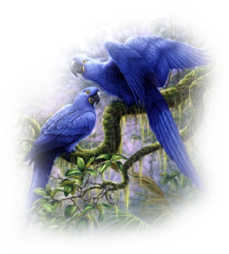 Tubes Oiseaux - « - Hyacinth Macaw Paintings (500x600)
