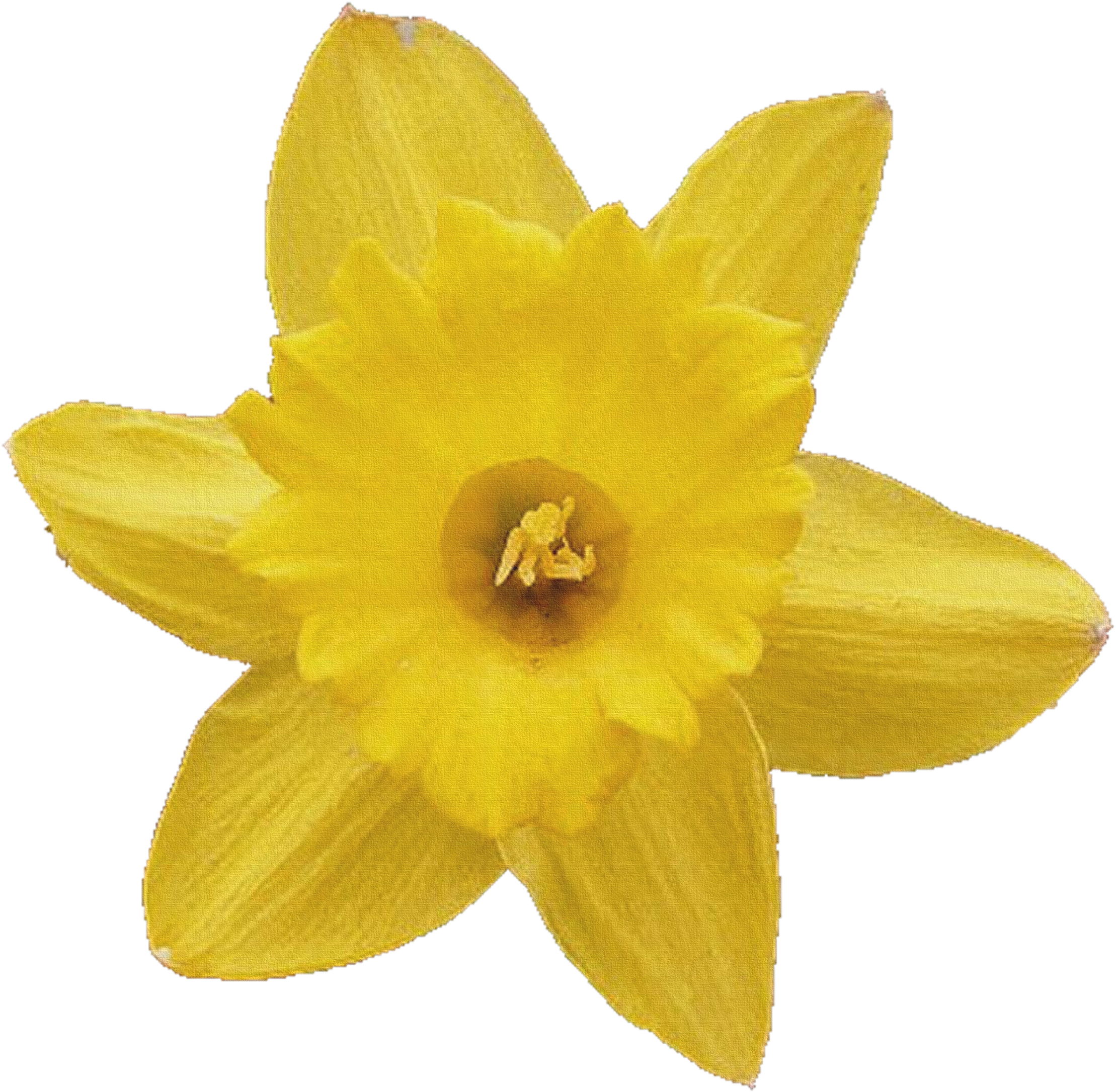 1 - Daffodil (2364x2364)