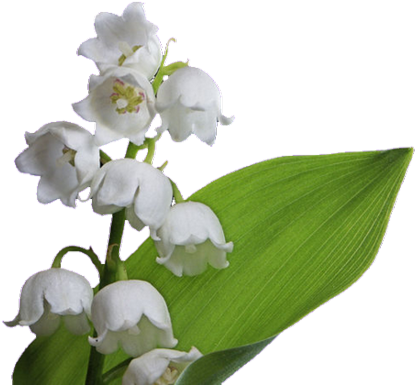 Muguet Tiram 63 Muguet Tiram 64 Muguet Tiram 65 Muguet - Lily Of The Valley (550x417)
