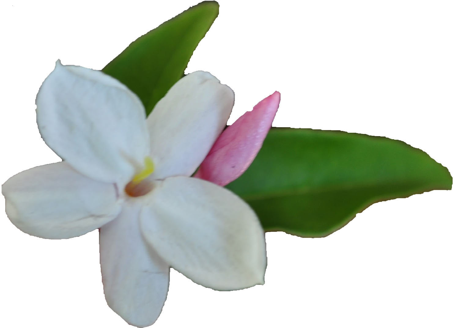 Publicado Por Mari Cruz Vg En - Flor De Jazmín Png (1600x1138)