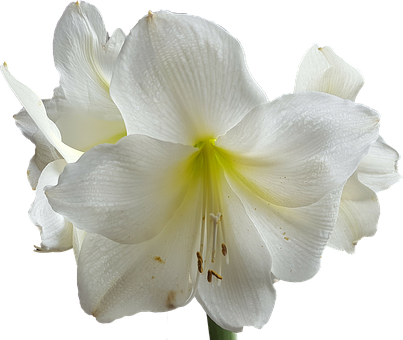 Amaryllis White Flower Stamens Flower Flow - White Flower Transparent (403x340)