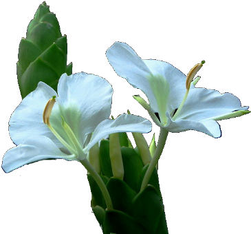 Изображение Для Плейкаста - Lily (380x343)