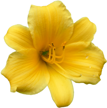 We Are Inspected By The Dallas Dept - Flor De Lirio Png (442x452)