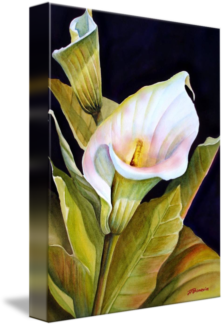 Donna Bonavia (445x650)