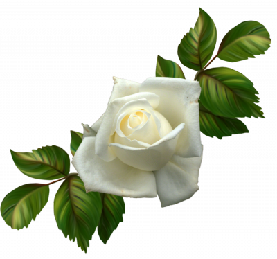 Resultado De Imagen Para Flores Blancas De Duelo Png - Rosas Blancas Png (400x374)