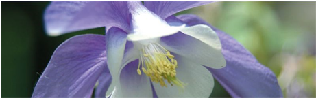 Bild Von Blumen Niehüser In Oberhausen - Colorado Blue Columbine (460x310)