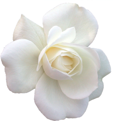 Cut Out Psd - Rosa Blanca Vector Png (376x400)