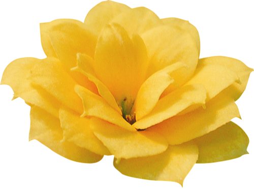 Une Fleur / - Flower (500x372)