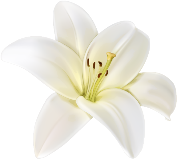 Beautiful White Flower Png Clipart Image - White Lily Flower Png (600x552)