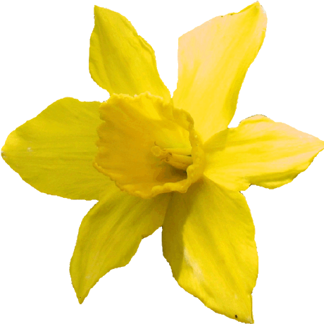 Balsam Brands Developer User Daffodil Day Parody - Narcissus (460x460)