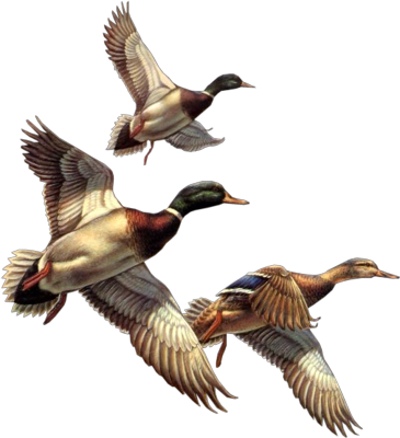 973jem4fabc - Wild Duck Clip Art (365x400)