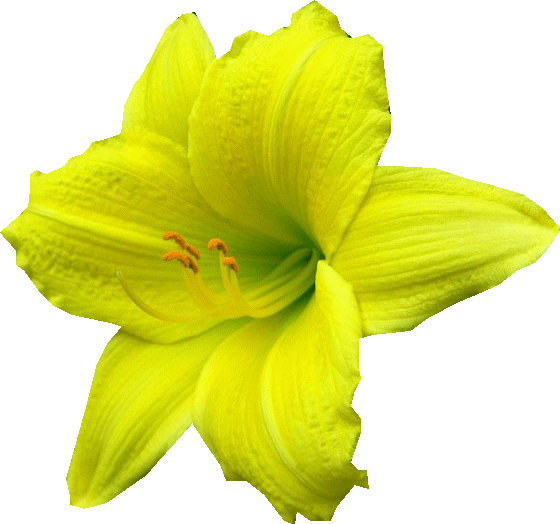 [ Img] - Lily (560x524)