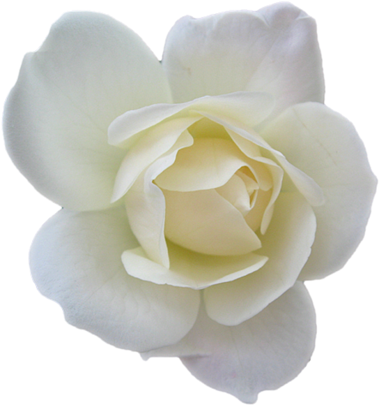 Fleurs Rouges Png, Suitetubes Png, Décos De Pâques - White Rose (566x600)