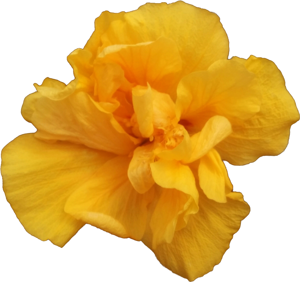 Valencia - A Single Yellow Rose (1000x1000)