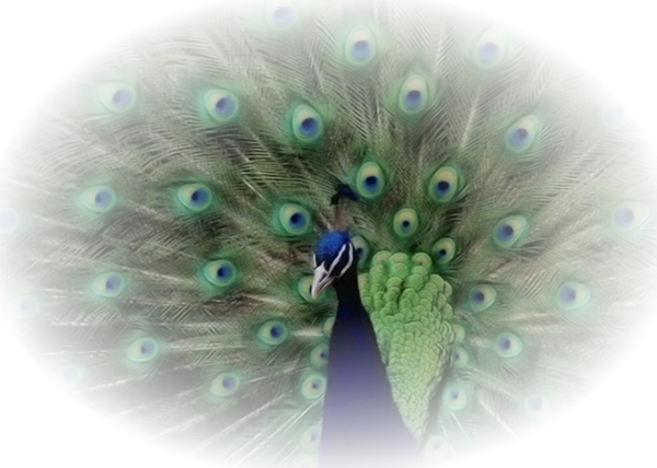Paons - Cafepress Peacock Art Queen Duvet (600x428)