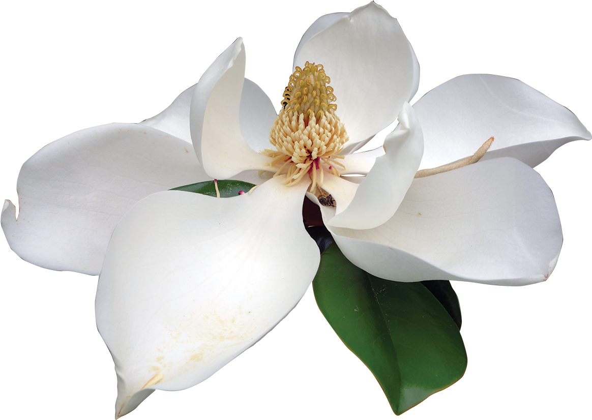 Southern Magnolia - Magnolia Png (1200x866)